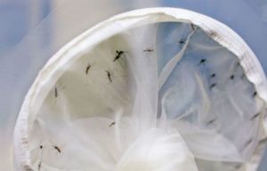 Zika USP desenvolve teste mais eficaz
