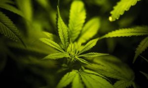 Anvisa autoriza venda de cannabis de uso medicinal