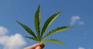 Anvisa reduz burocracia de importação da maconha medicinal