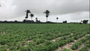 Feijão pernambucano impulsiona agronegócio da região