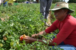 Agricultura Familiar de Pernambuco: conheça ações do segmento