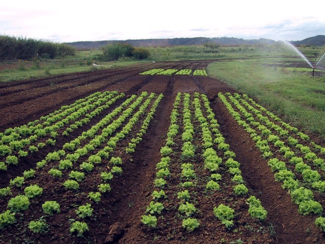Produção de hortaliças em Pernambuco
