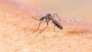 Vacina contra chikungunya: quais os benefícios?