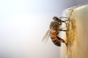 Mel do Sertão de Pernambuco: apicultores se reinventam após a seca, resgatam empregos e natureza