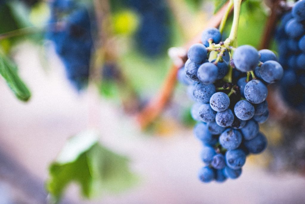 Uvas pernambucanas: qual o seu papel na economia local? Uvas pernambucanas