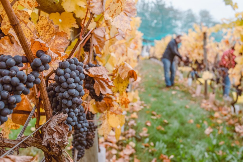 Produção de vinhos no RN ganha primeira vinícola Produção de vinhos no RN