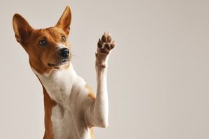 Setor pet de Pernambuco traz oportunidades de negócios