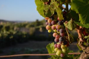 Vinícolas nacionais ajudam na reconstrução do Rio Grande do Sul