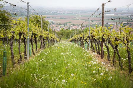 Luciano Mestrich Motta revela a importância do terroir Luciano Mestrich Motta revela a importância do terroir