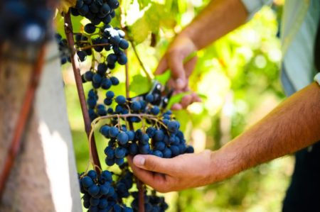 Terroir Pantanal: Conheça produção de vinhos que é recente no MS Terroir Pantanal