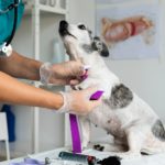 Seleção simplificada oferta 41 vagas no Hospital Veterinário do Recife