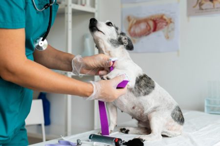 Seleção simplificada oferta 41 vagas no Hospital Veterinário do Recife Seleção simplificada oferta 41 vagas no Hospital Veterinário do Recife