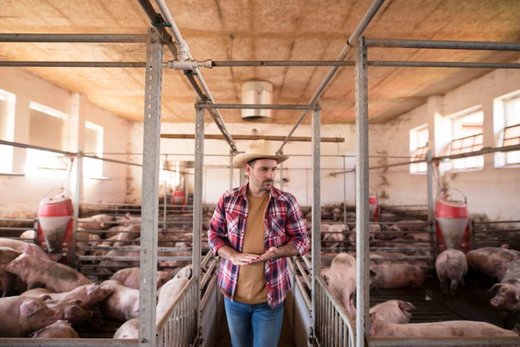 Raças brasileiras de suínos ganham espaço na segurança alimentar e no mercado de produtos premium