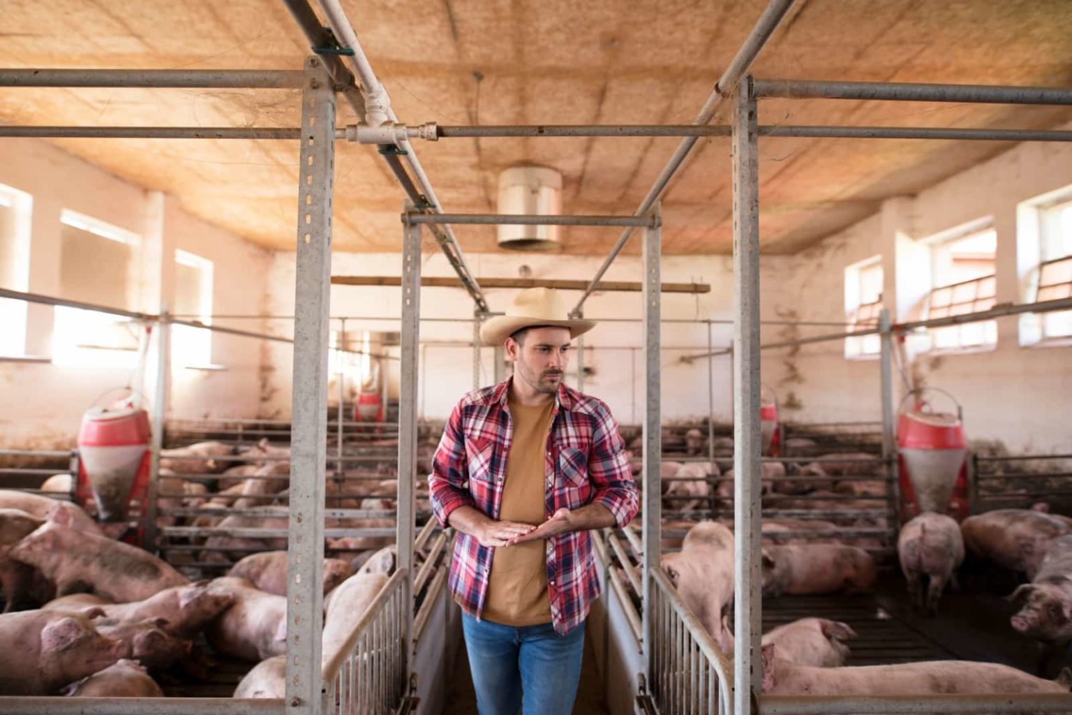 Raças brasileiras de suínos ganham espaço na segurança alimentar e no mercado de produtos premium Raças brasileiras de suínos ganham espaço na segurança alimentar e no mercado de produtos premium