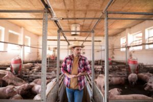 Raças brasileiras de suínos ganham espaço na segurança alimentar e no mercado de produtos premium